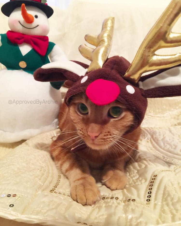 Christmas Cats of Instagram