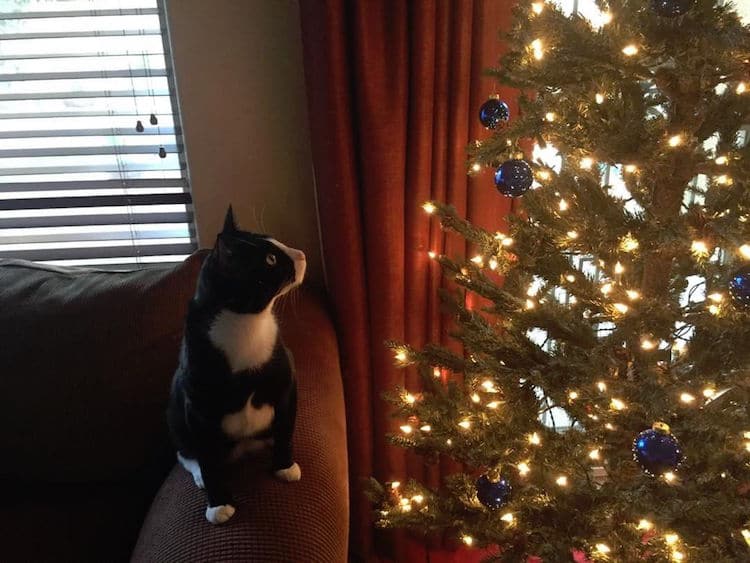 Christmas Cats of Instagram