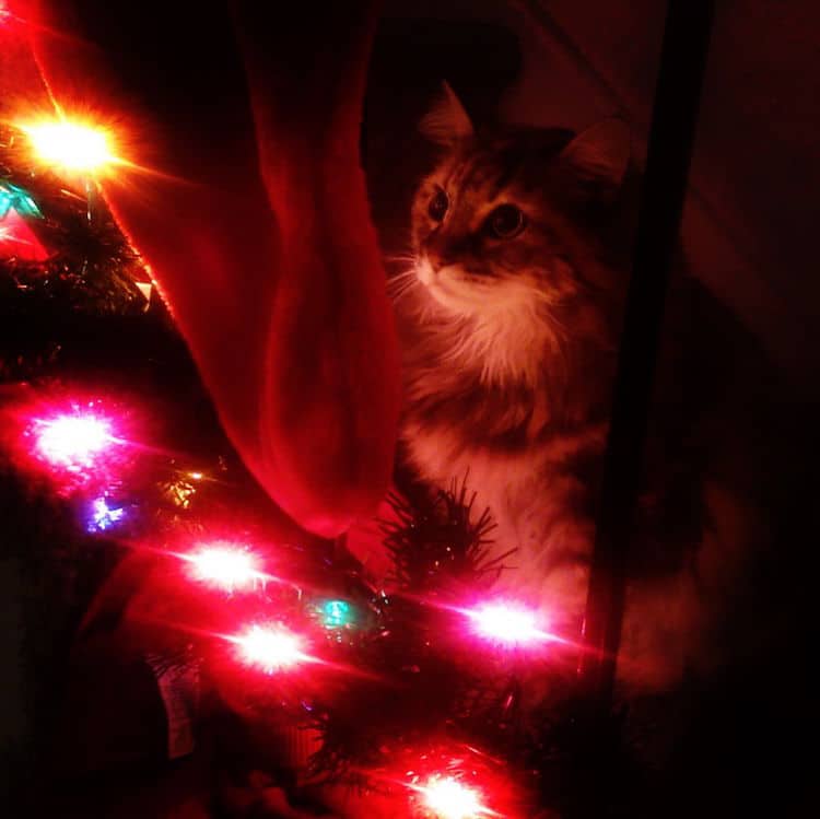 Christmas Cats of Instagram