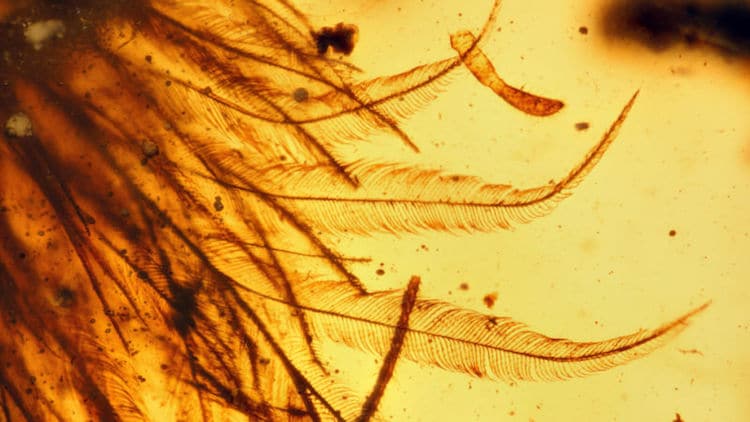 dinosaur tale amber feather