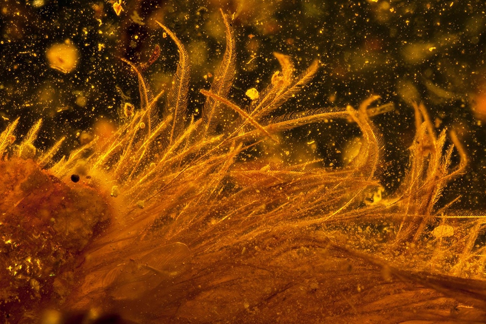 dinosaur tale amber feather