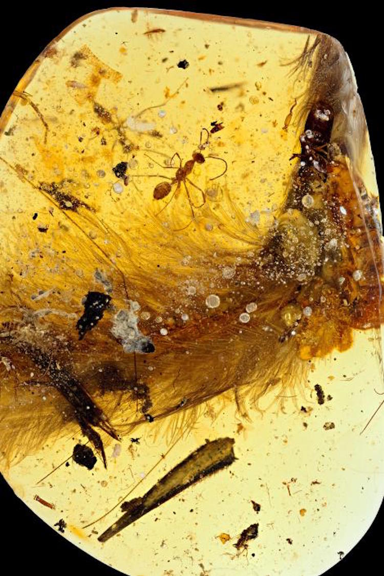 dinosaur tale amber feather