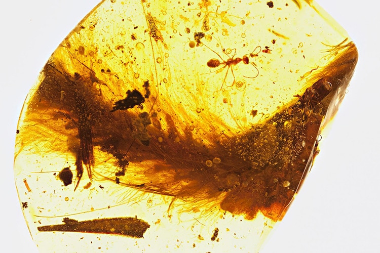 First Dinosaur Tail Found Is Preserved in Amber and Covered in Feathers