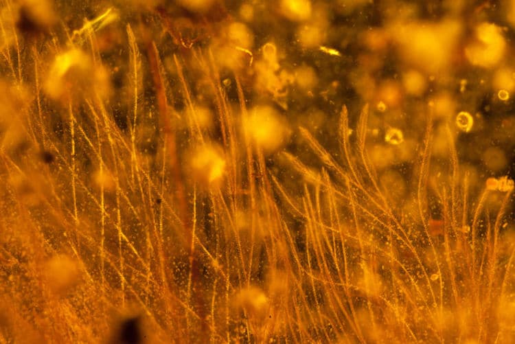 dinosaur tale amber feather