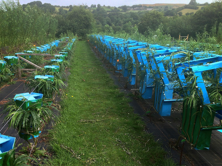 full grown gavin munro tree furniture