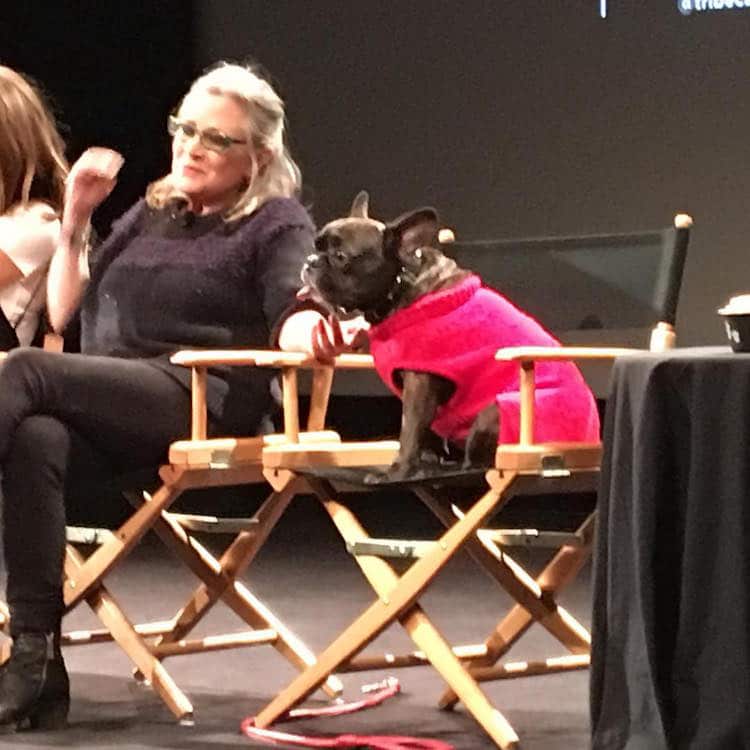 gary fisher french bulldog carrie fisher