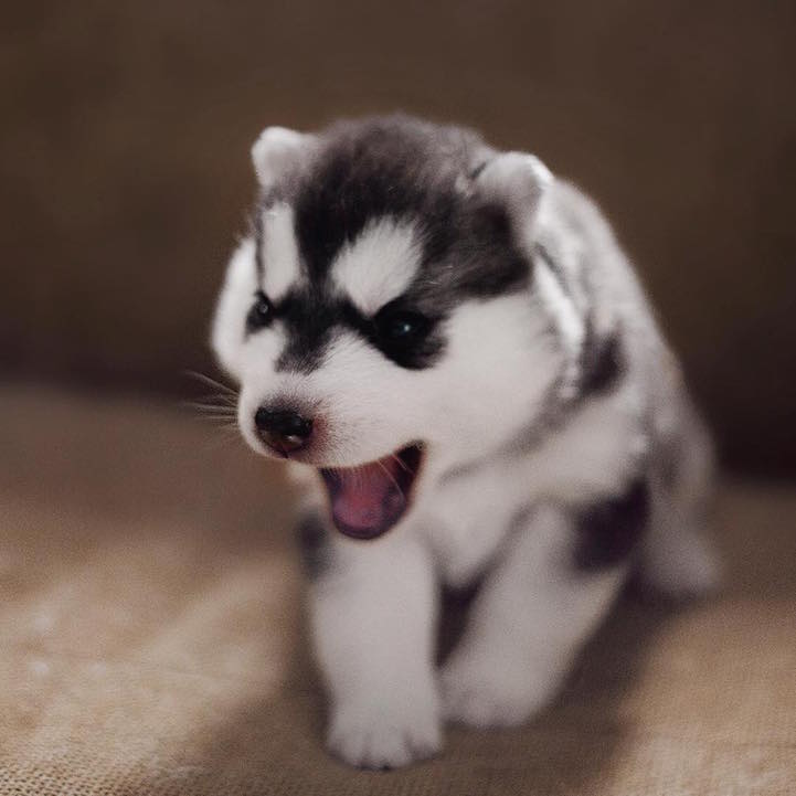 Puffy store husky puppies