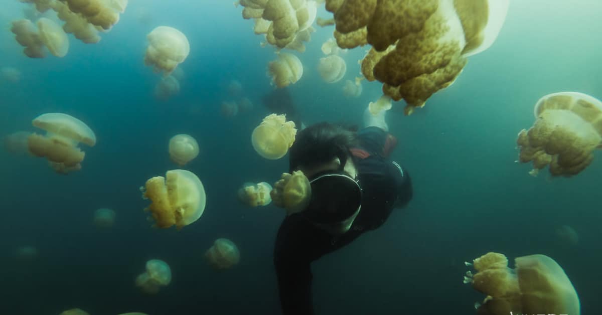 Jellyfish Lake - Adventure Photographer Swims With Millions of Jellyfish