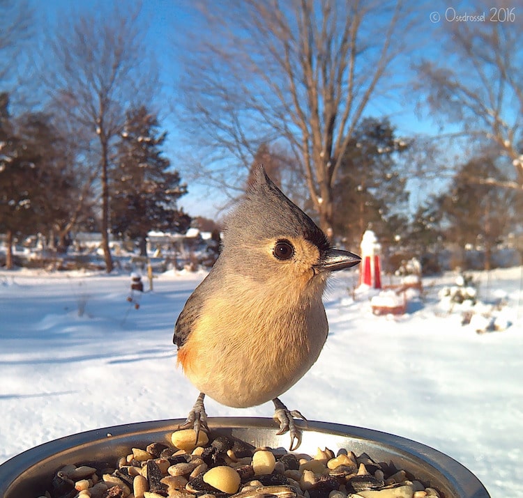 Caméra d'observation des oiseaux avec mangeoire