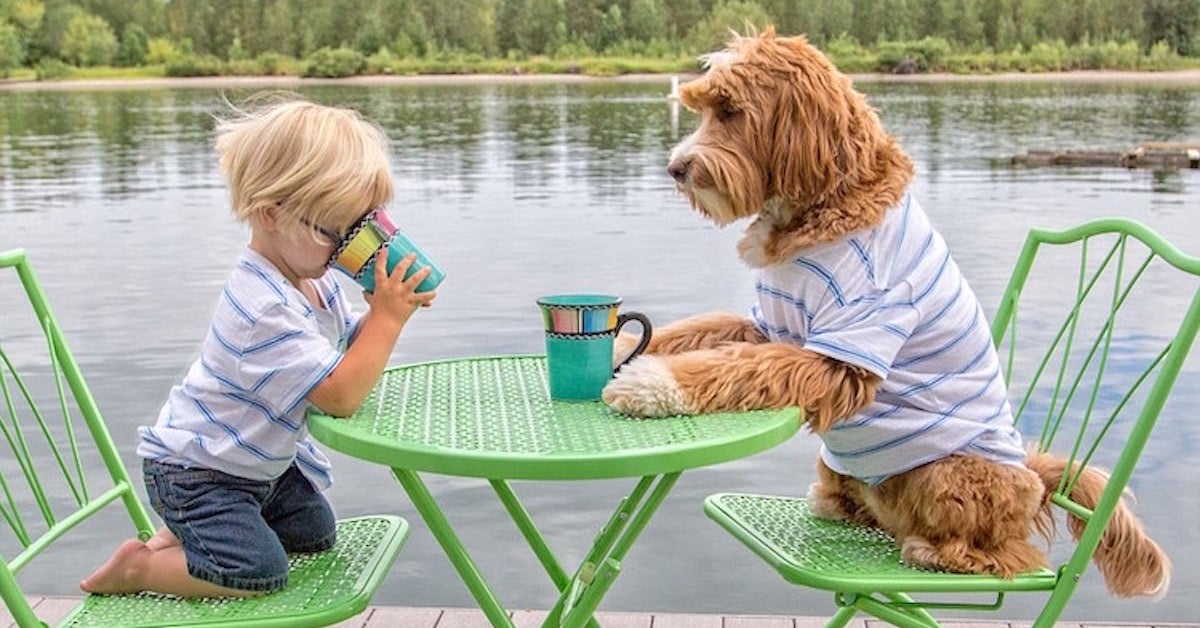 3-Year-Old Boy Forms Adorable Friendship With Foster Family's Dog