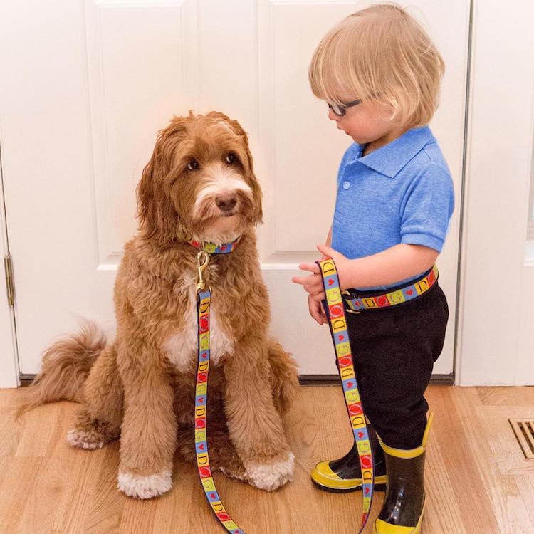 reagandoodle-dog-and-boy-3