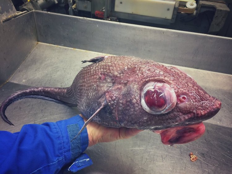 deep sea fish 