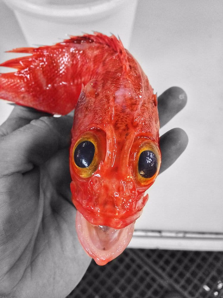 fish that looks like alien