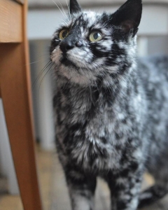 Scrappy the Senior Cat's Fur Changes From All Black to Marble Pattern