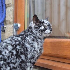 Scrappy the Senior Cat's Fur Changes From All Black to Marble Pattern