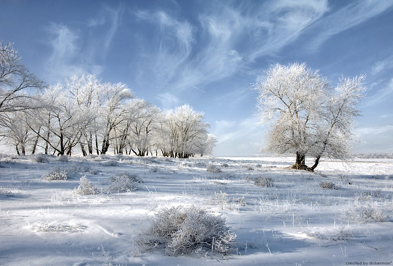 winter trees landscape photography