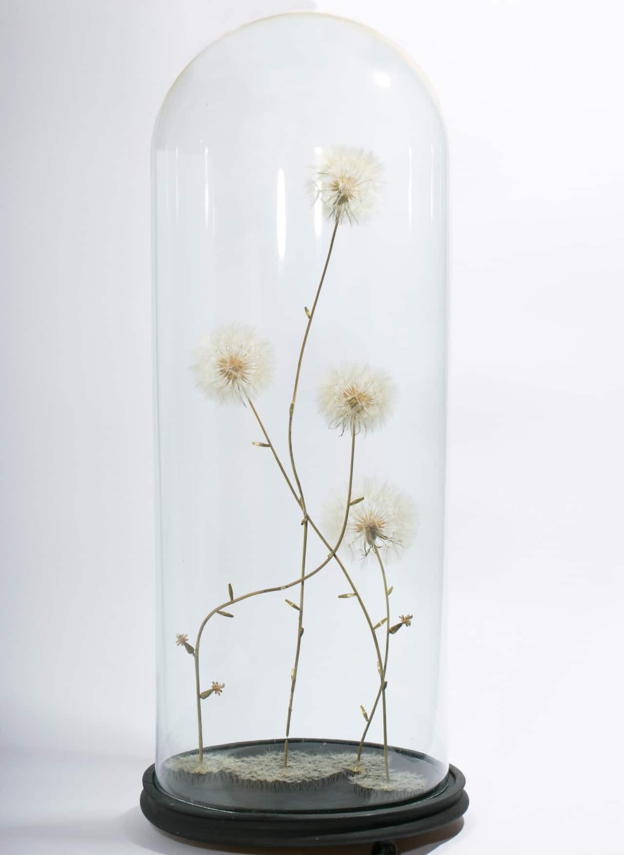 dandelion art Duy Anh Nhan Duc botanical artist sculpture