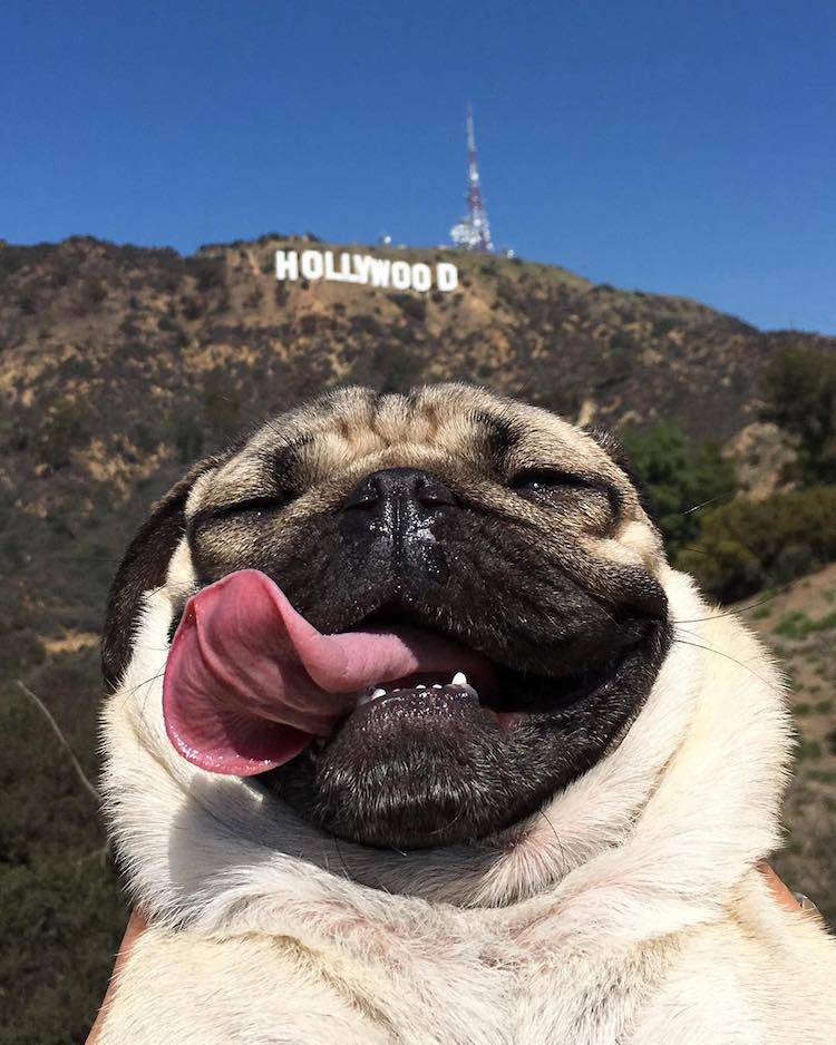 25 Animal Selfies Whose Picture Taking is On Point