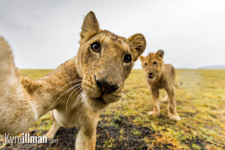 animal selfies