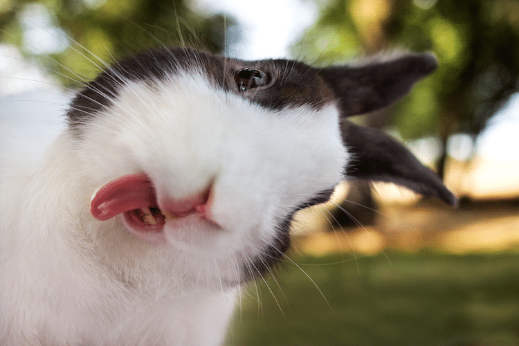 Hilarious Animal Selfies Taken by Creatures Around the World