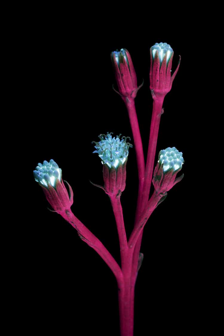 craig burrows fluorsecent flowers UVIVF ultraviolet-induced visible fluorescence