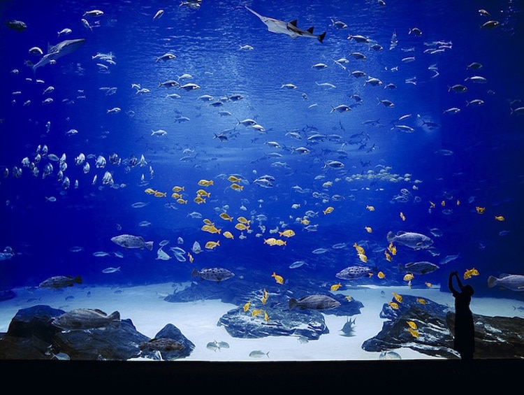 david hiepler fritz brunier georgia aquarium