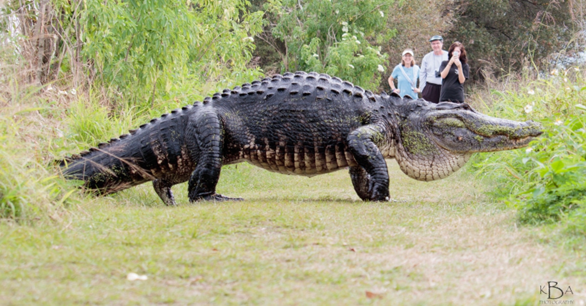 Giant Alligator Measuring 12-Feet Long Spotted in Florida