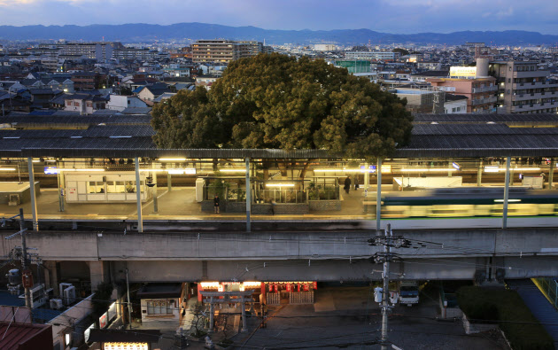 Kayashima Station osaka camphor tree