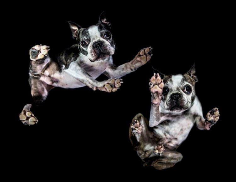 Jason Kenzie and Tania Ryan The Underdogs Project Photography of Cute Dogs From Below