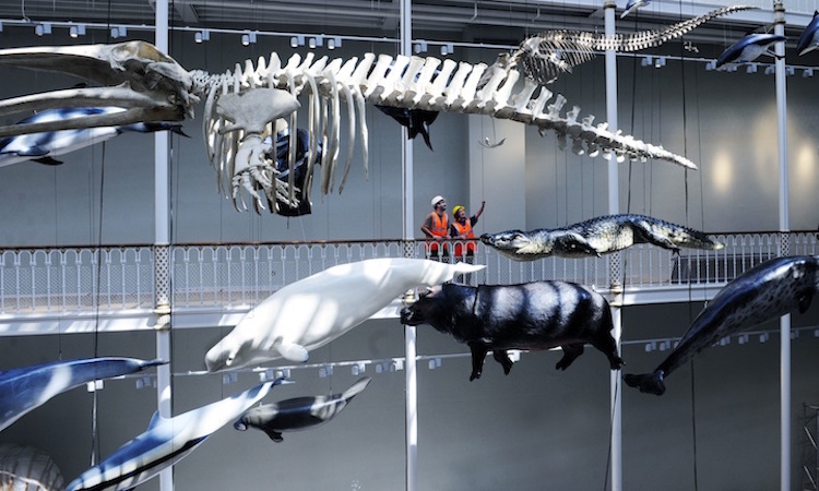 National Museum of Scotland Reopening wildlife ceiling