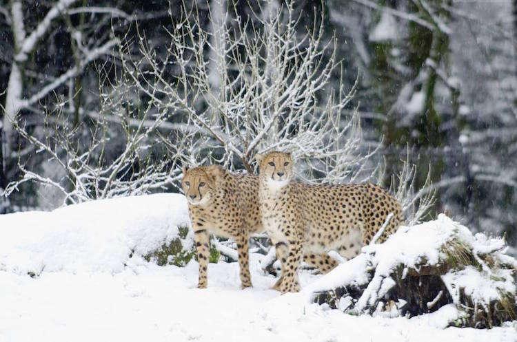 animals playing in the snow oregon zoo winter animals cute