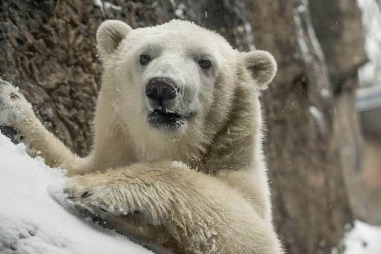 animals playing in the snow oregon zoo winter animals cute