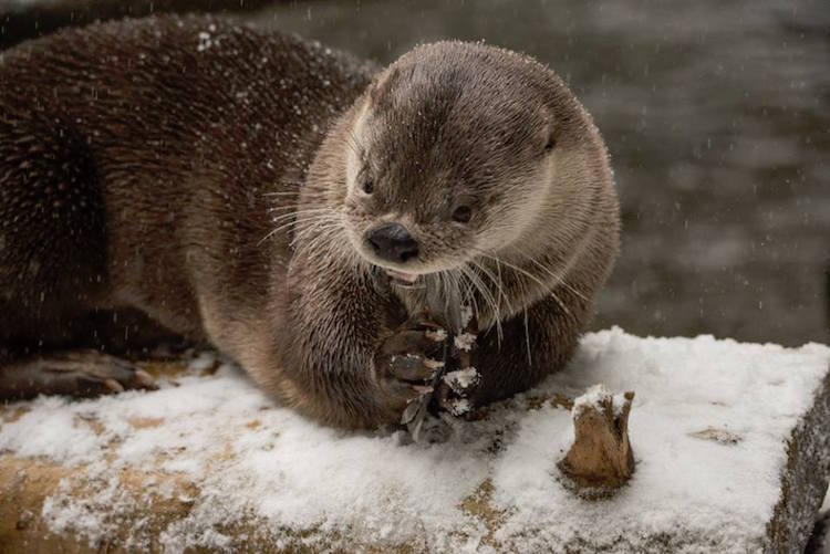 Oregon Zoo Animals Happily Play and Frolic in the Snow