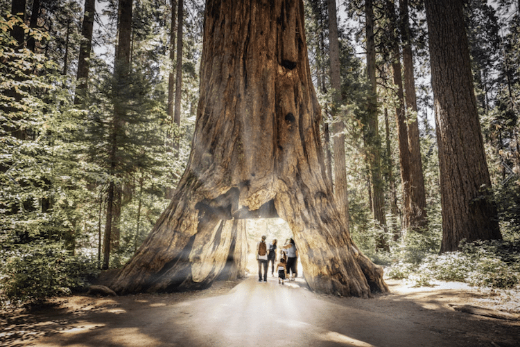 Internet Pays Tribute to the Pioneer Cabin Tree 