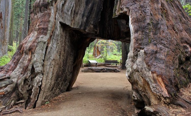 Internet Pays Tribute to the Pioneer Cabin Tree 