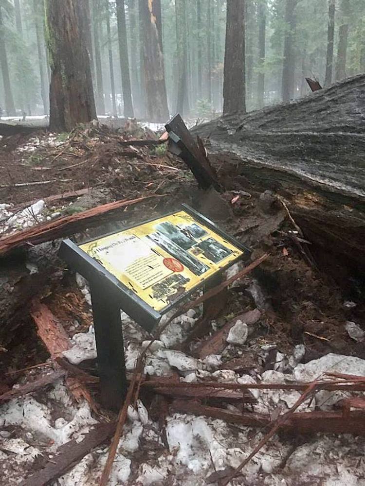 Internet Pays Tribute to the Pioneer Cabin Tree 