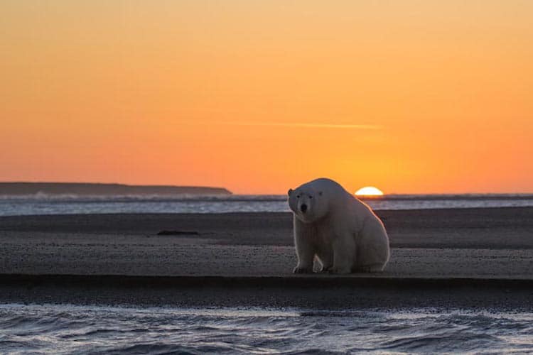 alaska patty waymire climate change polar bears