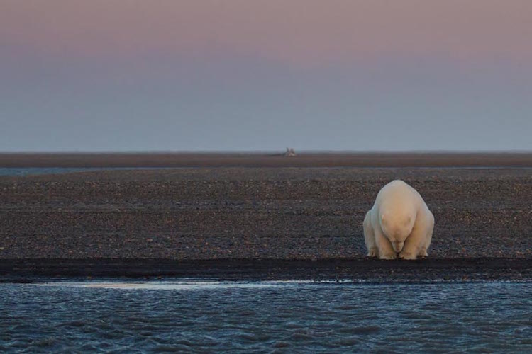 alaska patty waymire climate change polar bears