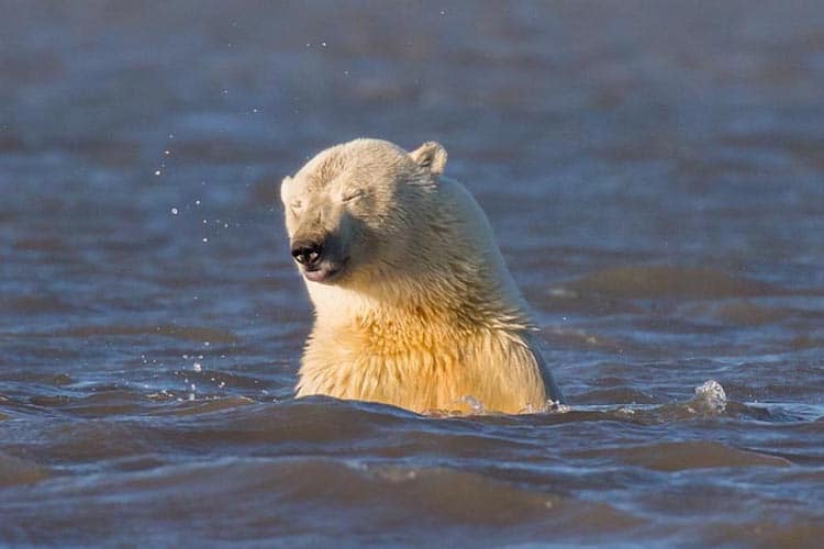 polar bears no snow alaska climate change