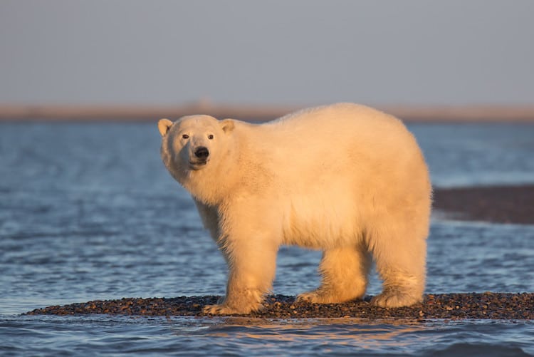 polar bears no snow alaska climate change