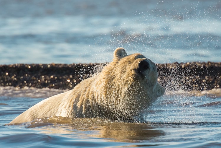 polar bears no snow alaska climate change