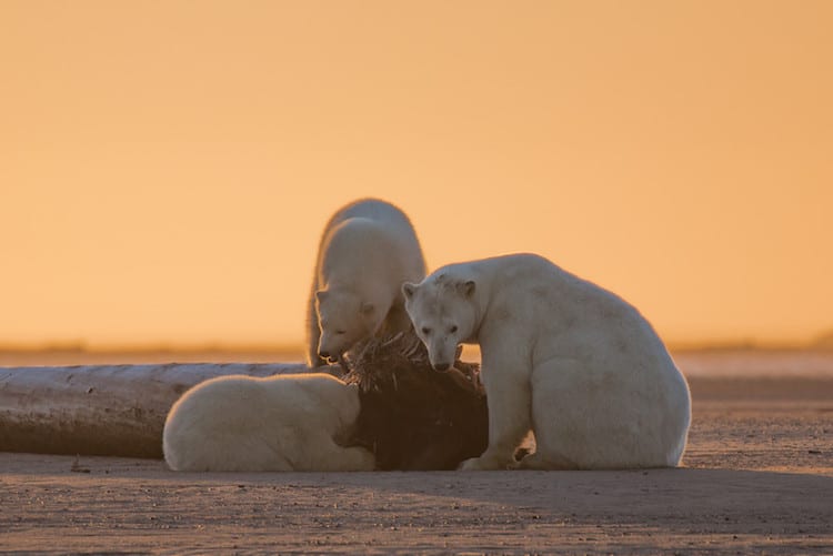 alaska patty waymire climate change polar bears