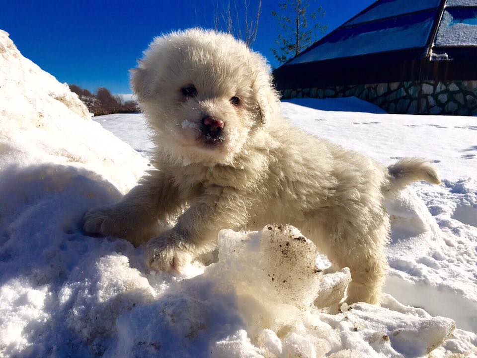 Puppies Survive Avalanche