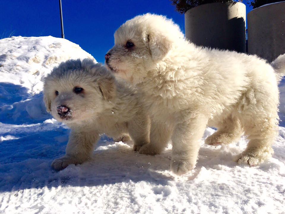 Puppies Survive Avalanche