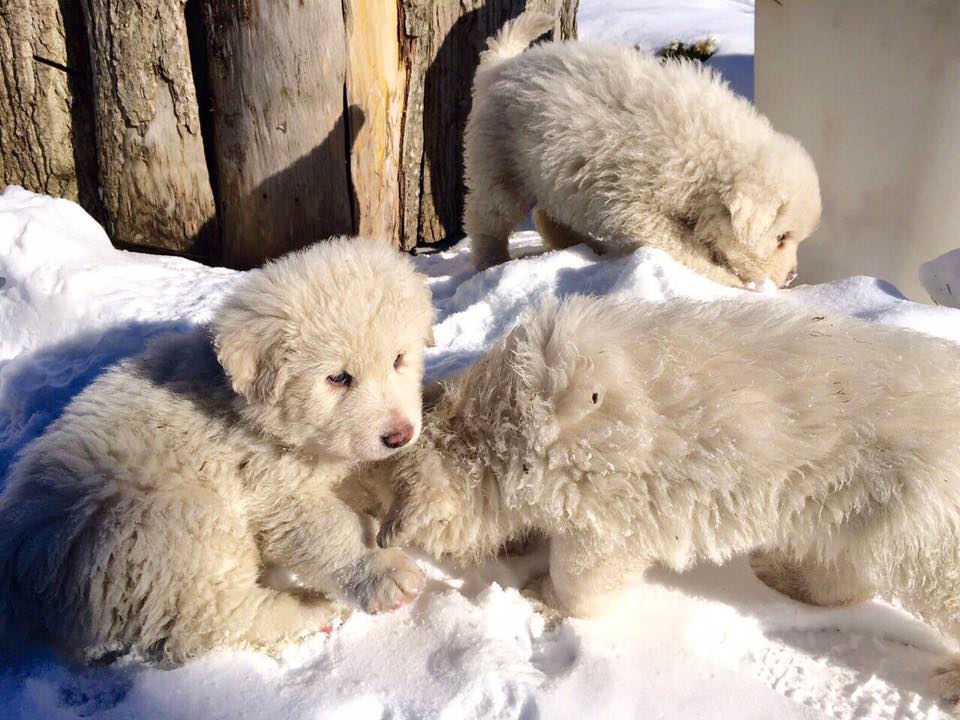 Puppies Survive Avalanche