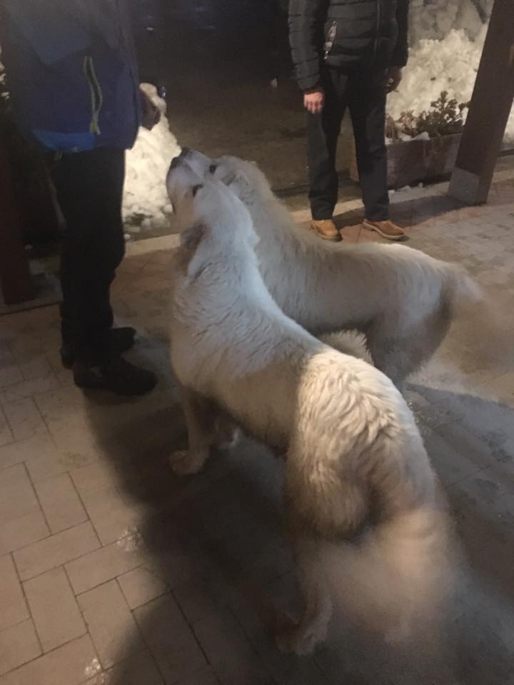 Puppies Survive Avalanche