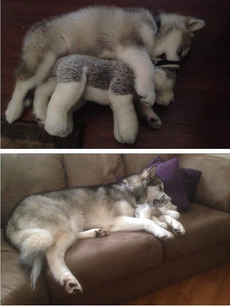 puppies who are all grown up cute pets baby animals then and now