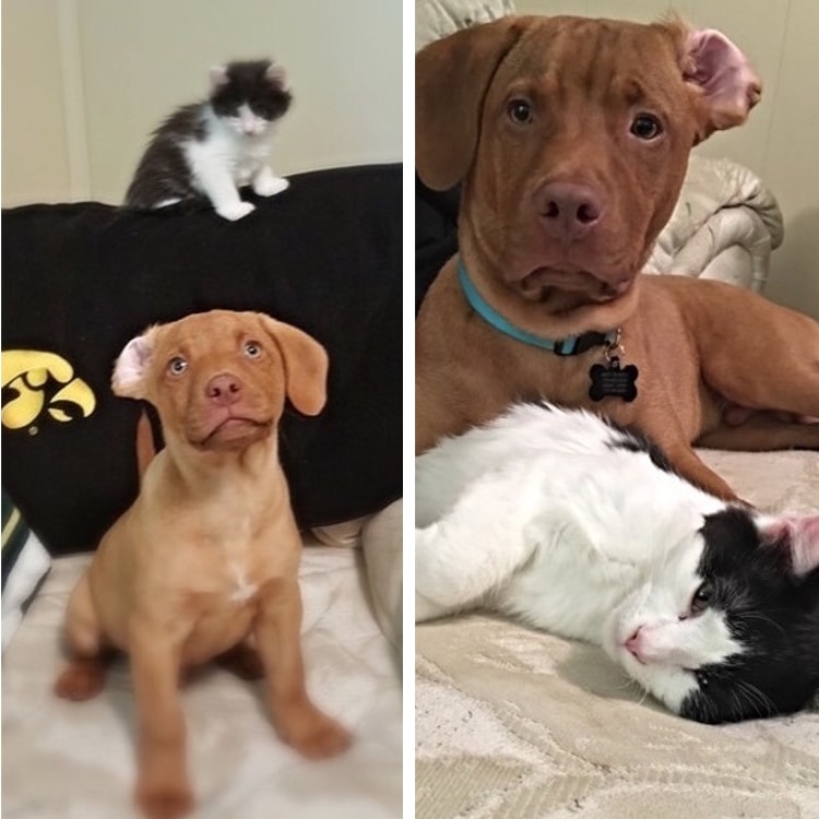 puppies who are all grown up cute pets baby animals then and now