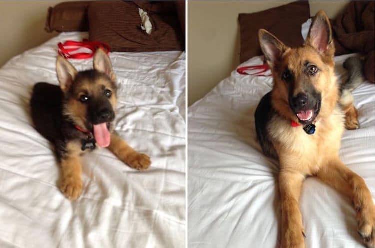 Then and Now Puppies Growing Up Into Dogs