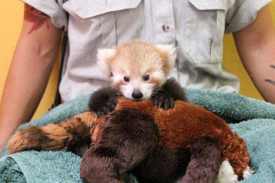 Red Panda Cub Is Adorably Attached To Comforting Look Alike Toy